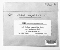 Meliola malacotricha image